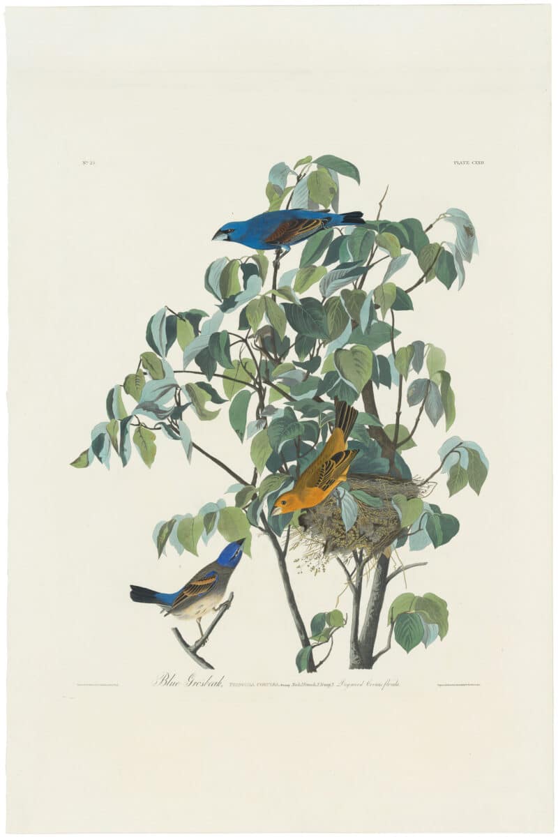 Audubon Havell Ed. Pl.  122 Blue Grosbeak