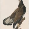 Audubon Havell Ed. Pl 126, White-headed Eagle (Young)
