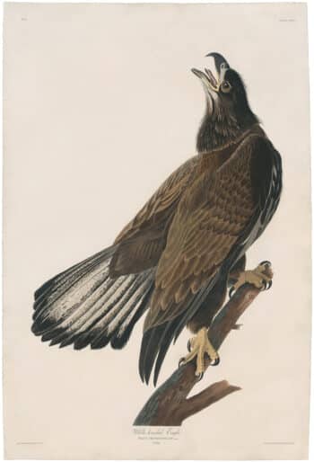 Audubon Havell Ed. Pl 126, White-headed Eagle (Young)