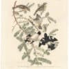 Audubon Havell Ed. Pl. 127, Rose-breasted Grosbeak