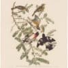 Audubon Havell Ed. Pl. 127, Rose-breasted Grosbeak
