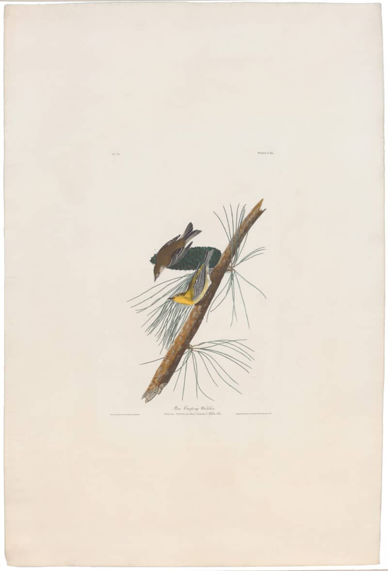 Audubon Havell Ed. Pl 140, Pine Creeping Warbler
