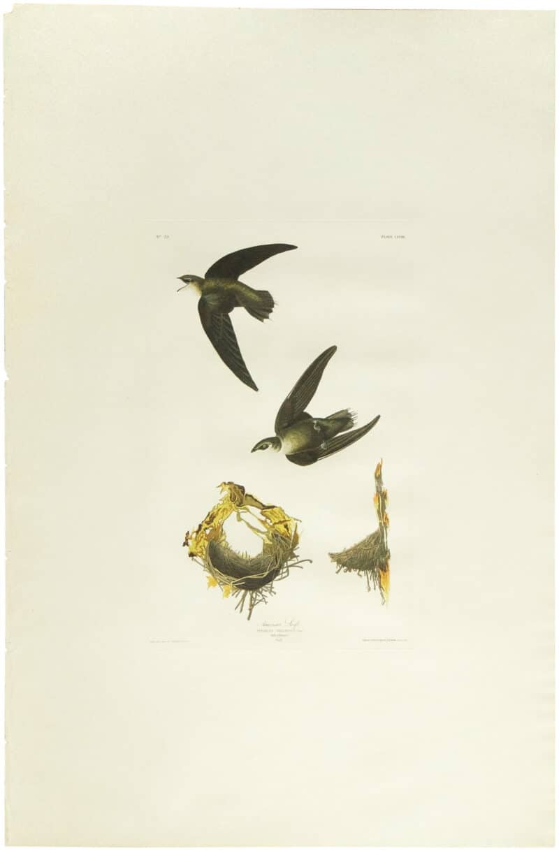 Audubon Havell Ed. Pl. 158, American Swift