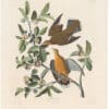 Audubon Havell Ed. Pl 162, Zenaida Dove