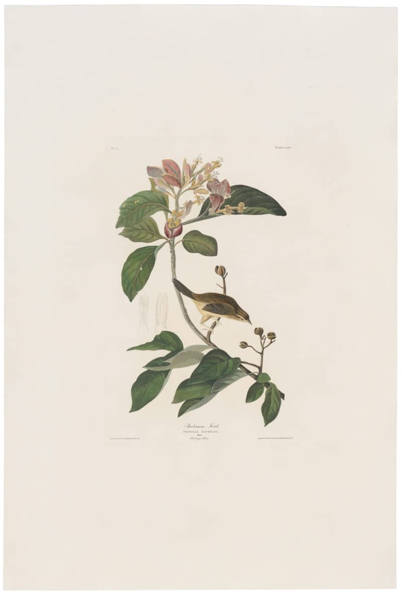 Audubon Havell Ed. Pl 165, Bachman's Finch