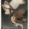 Audubon Havell Ed. Pl. 171, Barn Owl