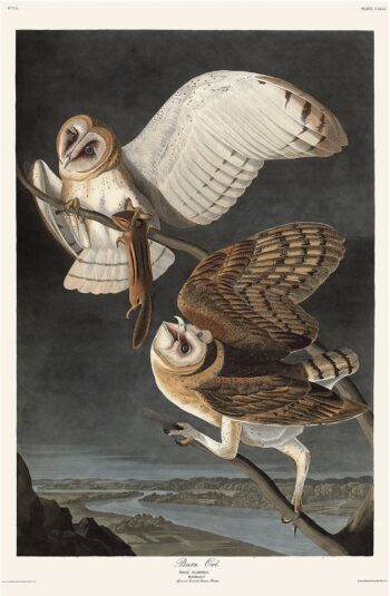 Audubon Havell Ed. Pl. 171, Barn Owl