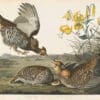Audubon Havell Ed. Pl. 186, Pinnated Grouse