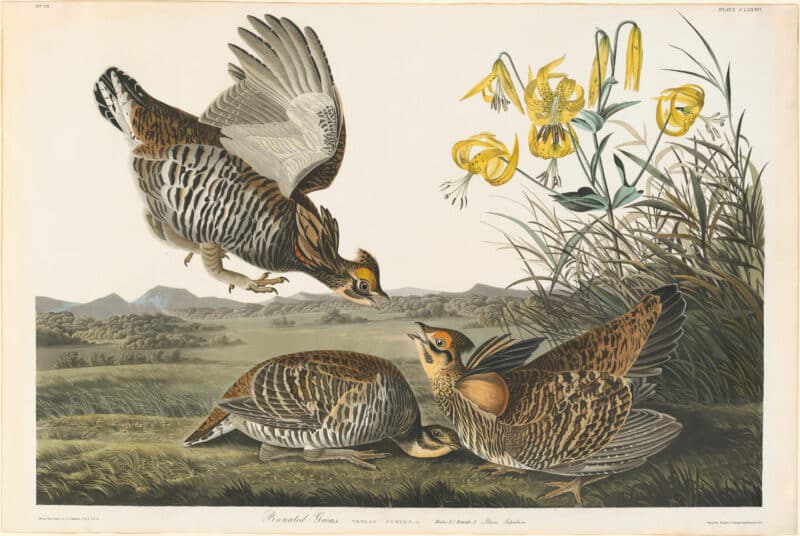 Audubon Havell Ed. Pl. 186, Pinnated Grouse