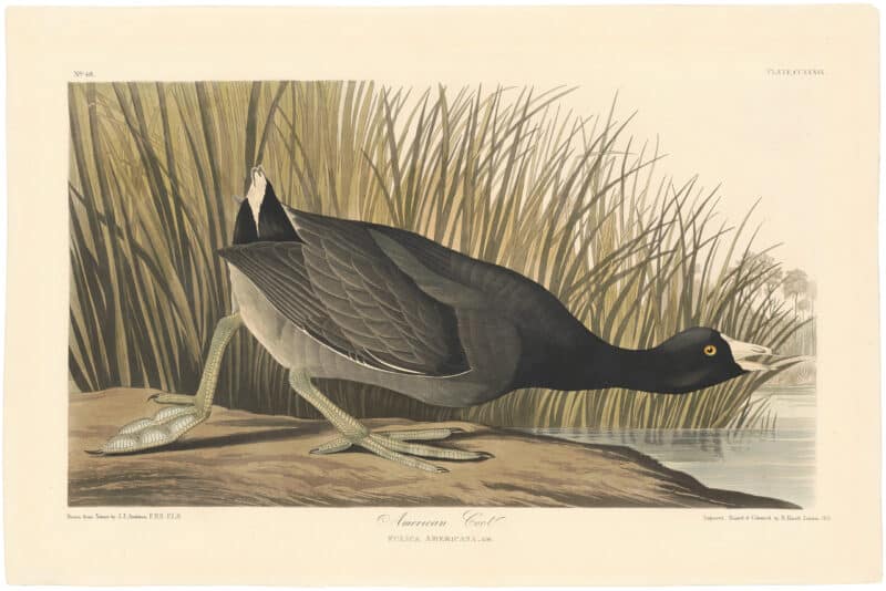 Audubon Havell Ed. Pl 239, American Coot