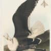 Audubon Havell Ed. Pl. 241, Black-backed-Gull