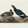 Audubon Havell Ed. Pl 247, Velvet Duck