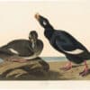Audubon Havell Ed. Pl 247, Velvet Duck