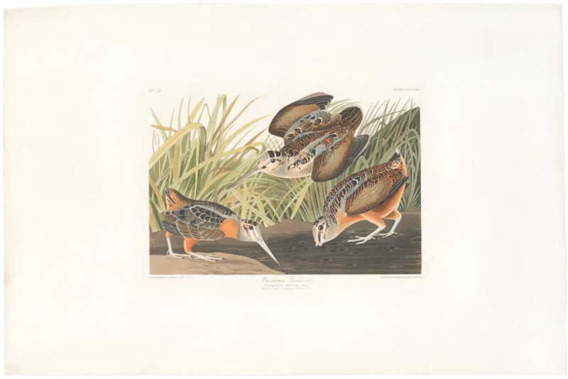 Audubon Havell Ed. Pl 268, American Woodcock