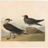 Audubon Havell Ed. Pl 272, Richardson's Jager