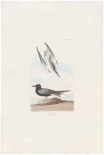 Audubon Havell Ed. Pl 280, Black Tern