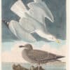 Audubon Havell Ed. Pl 291, Herring Gull