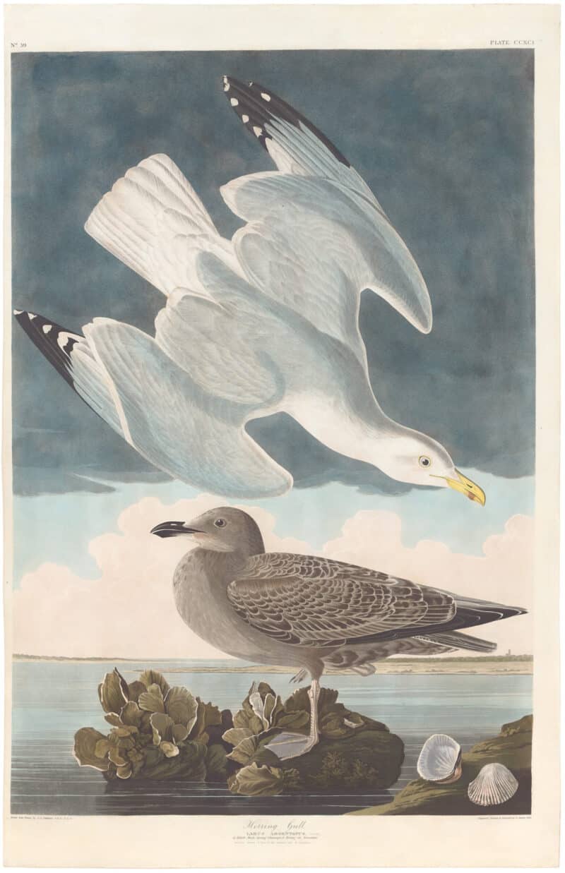 Audubon Havell Ed. Pl 291, Herring Gull
