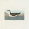 Audubon Havell Ed. Pl 295, Manks Shearwater