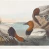 Audubon Havell Ed. Pl 301, Canvas-backed Duck
