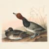Audubon Havell Ed. Pl 322, Red-headed Duck