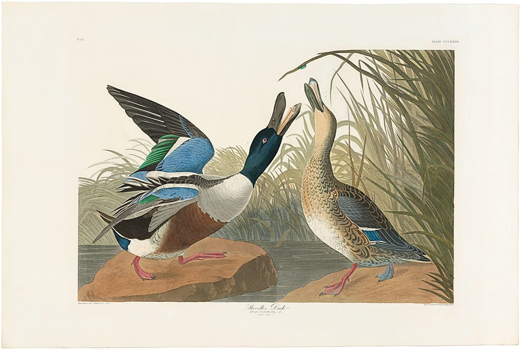 Audubon Havell Ed. Pl 327, Shoveller Duck