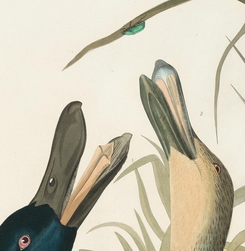 Detail - Audubon Havell Ed. Pl 327, Shoveller Duck