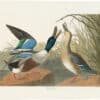 Audubon Havell Ed. Pl 327, Shoveller Duck