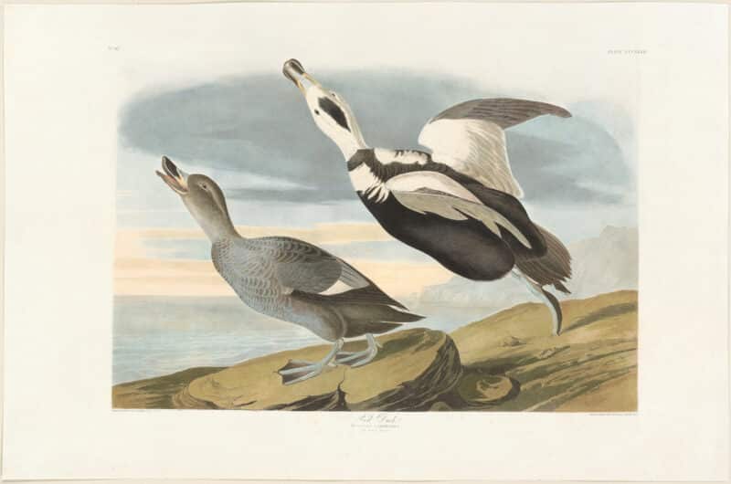 Audubon Havell Ed. Pl 332, Pied Duck