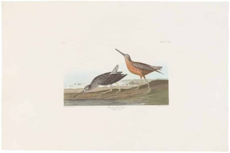 Audubon Havell Ed. Pl 335, Red-breasted Snipe