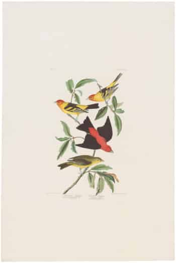 Audubon Havell Ed. Pl 354, Louisiana Tanager and Scarlet Tanager