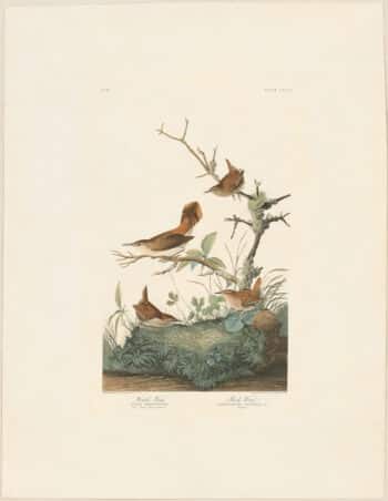 Audubon Havell Ed. Pl 360, Rock Wren, Winter Wren