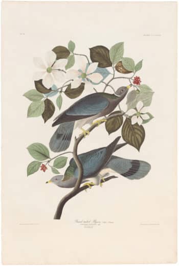 Audubon Havell Ed. Pl 367, Band-tailed Pigeon
