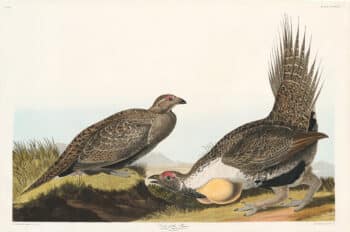 Audubon Havell Ed. Pl 371, Cock of the Plains