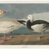 Audubon Havell Ed. Pl 381, Snow Goose