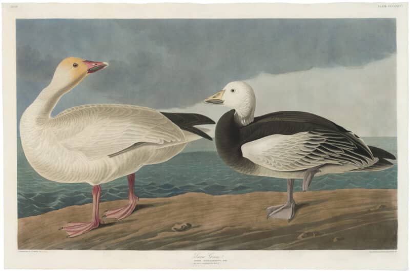 Audubon Havell Ed. Pl 381, Snow Goose