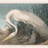 Audubon Havell Ed. Pl 386, White Heron