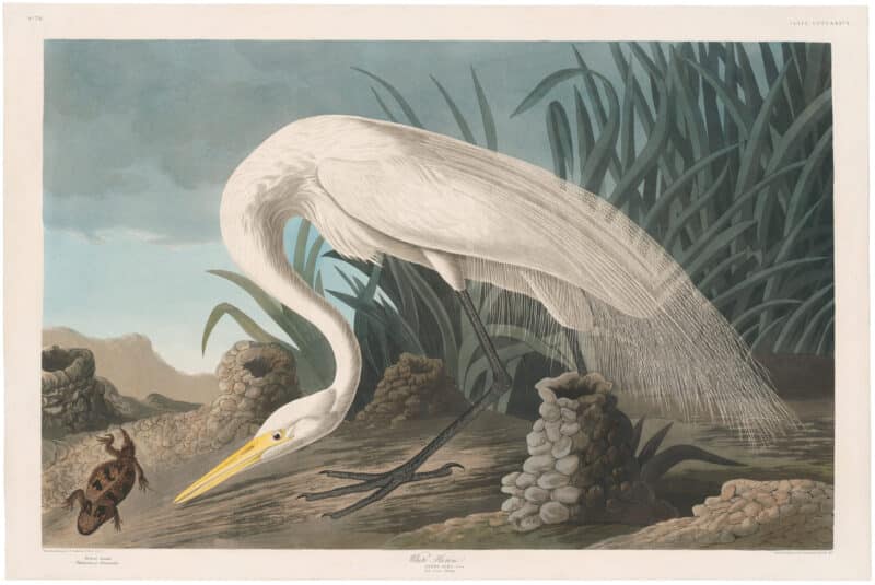 Audubon Havell Ed. Pl 386, White Heron
