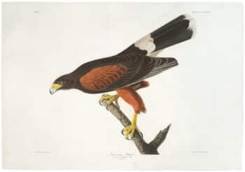 Audubon Havell Ed. Pl 392, Louisiana Hawk