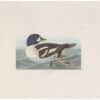 Audubon Havell Ed. Pl 403, Golden-Eye Duck