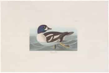 Audubon Havell Ed. Pl 403, Golden-Eye Duck