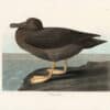 Audubon Havell Ed. Pl 407, Dusky Albatross