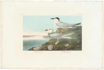 Audubon Havell Ed. Pl 409, Havell's Tern