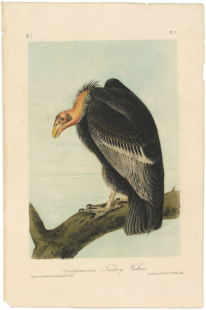 Audubon 2nd Ed. Octavo Pl. 1 Californian Turkey Vulture