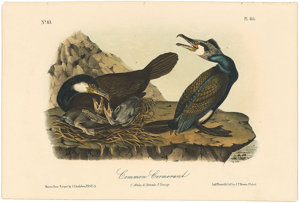 Audubon 2nd Ed. Octavo Pl. 415 Common Cormorant