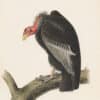 Audubon 1st Ed. Octavo Pl. 1 Californian Turkey Vulture