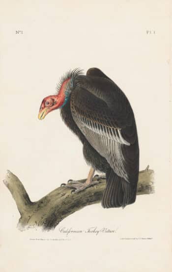 Audubon 1st Ed. Octavo Pl. 1 Californian Turkey Vulture
