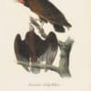 Audubon 1st Ed. Octavo Pl. 2 Red-headed Turkey Vulture
