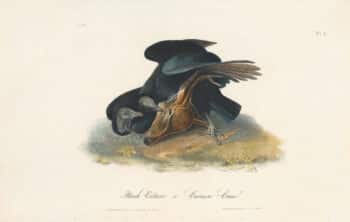 Audubon 1st Ed. Octavo Pl. 3 Black Vulture or Carrion Crow