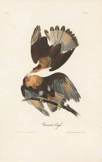 Audubon 1st Ed. Octavo Pl. 4 Caracara Eagle
